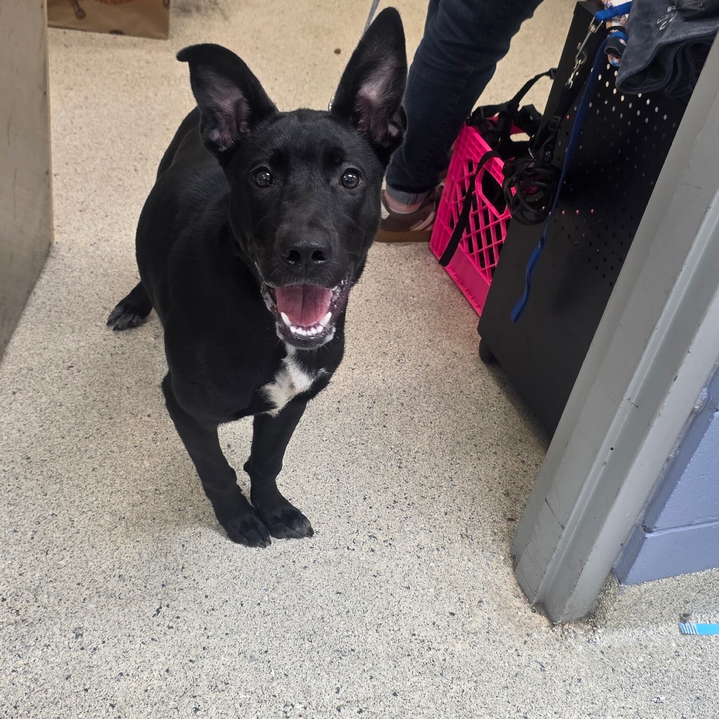 Shelter Stray Female Dog last seen , 8464 Beach Blvd, Jacksonville, FL 32216, USA
