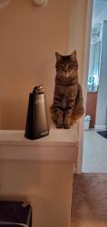 Lost Female Cat last seen Cascade and Olympian Way, Atlanta, GA 30310