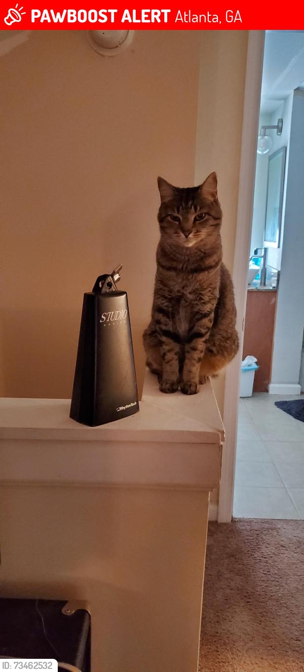 Lost Female Cat last seen Cascade and Olympian Way, Atlanta, GA 30310