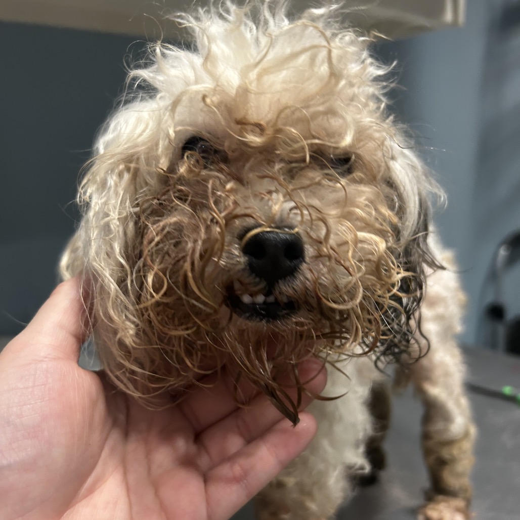 Shelter Stray Female Dog last seen , 4500 N Access Rd, Chattanooga, TN 37415, USA