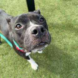 Shelter Stray Female Dog last seen , Animal Care & Control Team of Philly, 111 W Hunting Park Ave, Philadelphia, PA 19140, USA