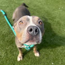 Shelter Stray Female Dog last seen , Animal Care & Control Team of Philly, 111 W Hunting Park Ave, Philadelphia, PA 19140, USA
