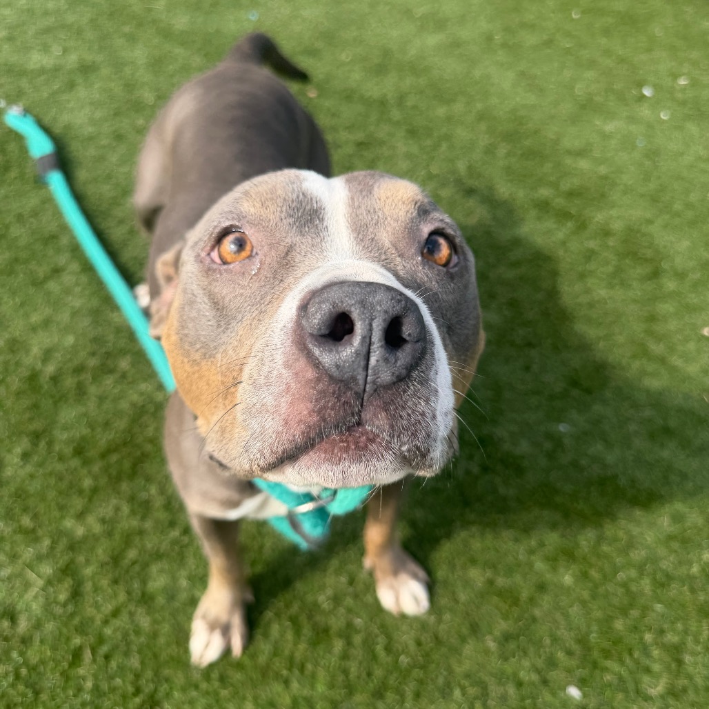 Shelter Stray Female Dog last seen , Animal Care & Control Team of Philly, 111 W Hunting Park Ave, Philadelphia, PA 19140, USA