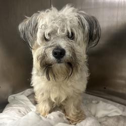 Shelter Stray Male Dog last seen , Animal Care & Control Team of Philly, 111 W Hunting Park Ave, Philadelphia, PA 19140, USA