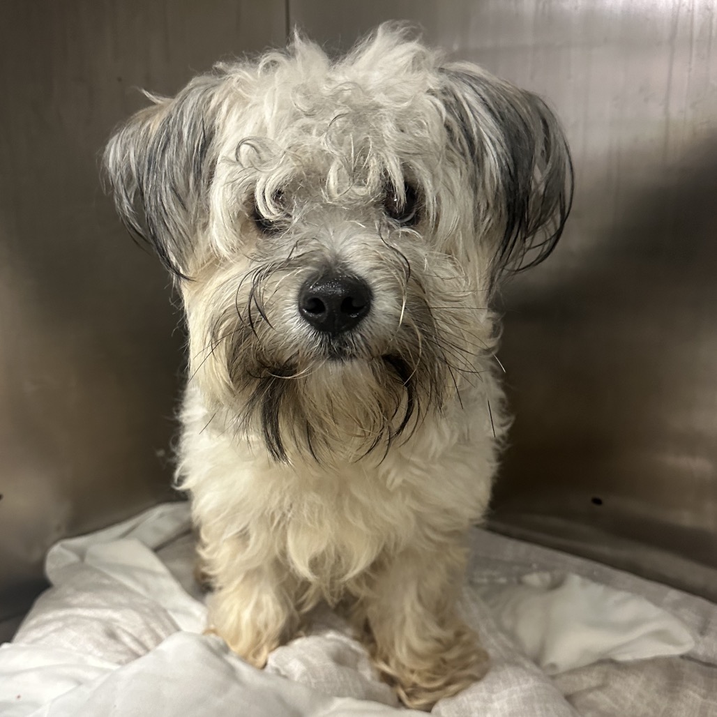 Shelter Stray Male Dog last seen , Animal Care & Control Team of Philly, 111 W Hunting Park Ave, Philadelphia, PA 19140, USA