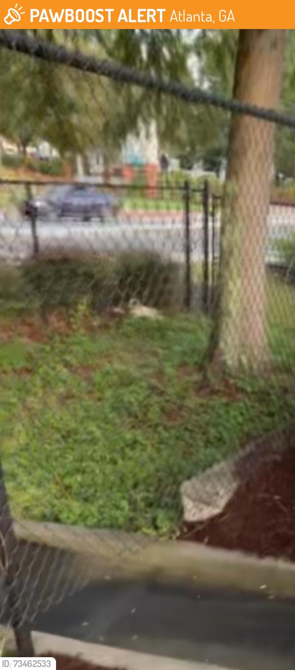 Found/Stray Female Dog last seen Near chic fil a on cascade but he ran across the street to the public market lot, Atlanta, GA 30311