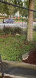 Found/Stray Female Dog last seen Near chic fil a on cascade but he ran across the street to the public market lot, Atlanta, GA 30311