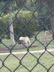 Found/Stray Male Dog last seen Kuykendahl Rd Spring, TX 77379 United States, Spring, TX 77379