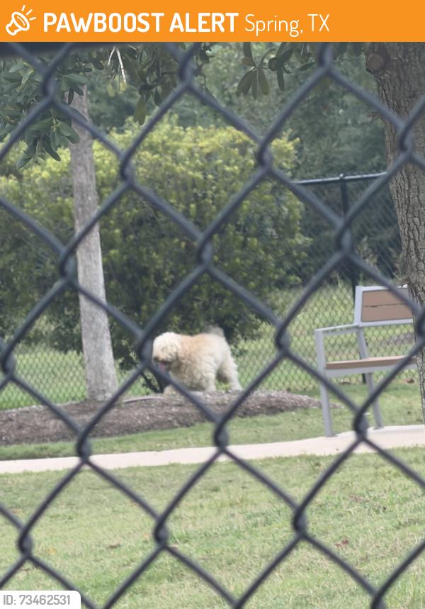 Found/Stray Male Dog last seen Kuykendahl Rd Spring, TX 77379 United States, Spring, TX 77379