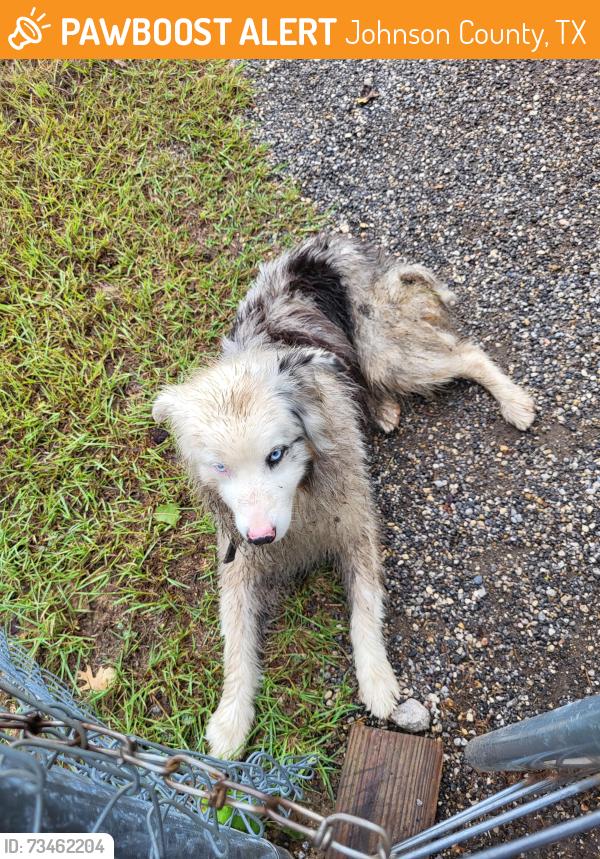 Found/Stray Male Dog last seen County road 608&Redwood Cir, Johnson County, TX 76028
