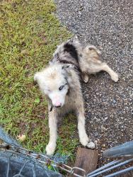 Found/Stray Male Dog last seen County road 608&Redwood Cir, Johnson County, TX 76028