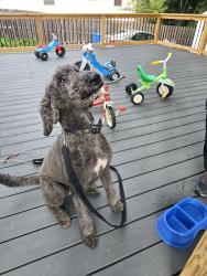 Found/Stray Male Dog last seen Washington and N New Florissant Rd, Florissant, MO 63031