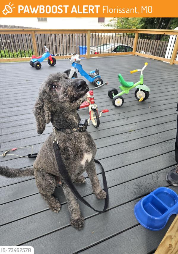 Found/Stray Male Dog last seen Washington and N New Florissant Rd, Florissant, MO 63031