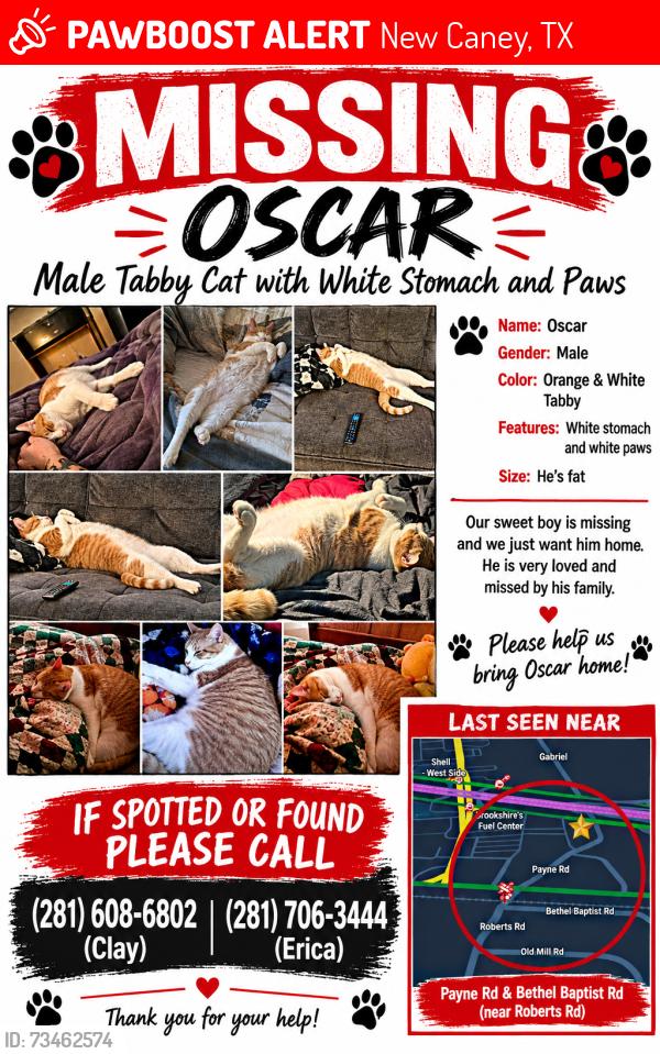 Lost Male Cat last seen Payne Rd and 494 and 59, New Caney, TX 77357