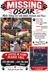 Lost Male Cat last seen Payne Rd and 494 and 59, New Caney, TX 77357