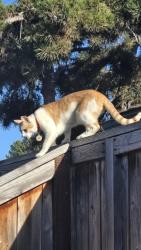 Lost Male Cat last seen County Club and Centre City, Escondido, CA 92026