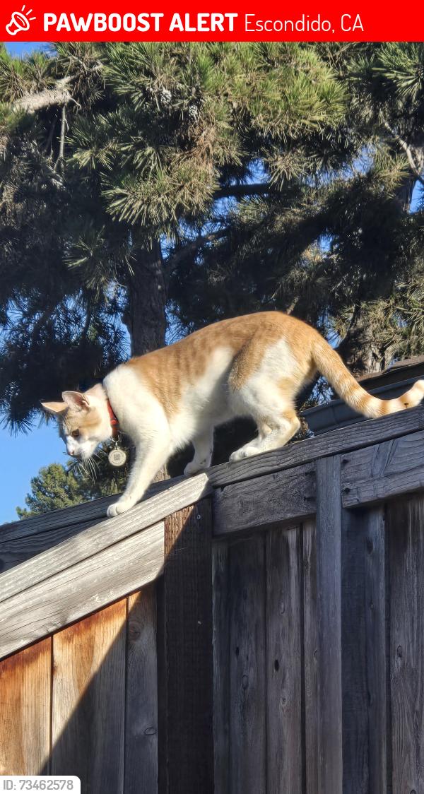 Lost Male Cat last seen County Club and Centre City, Escondido, CA 92026