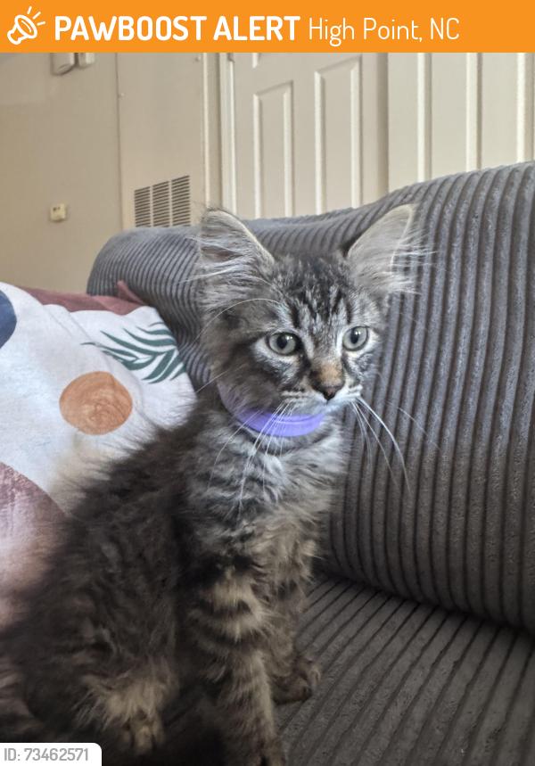 Found/Stray Unknown Cat last seen Alexandria park apmts, High Point, NC 27265