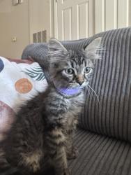Found/Stray Unknown Cat last seen Alexandria park apmts, High Point, NC 27265