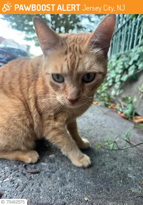 Found/Stray Male Cat last seen Summit Avenue & Hutton Street Corner, Jersey City, NJ 07306