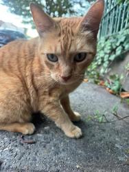 Found/Stray Male Cat last seen Summit Avenue & Hutton Street Corner, Jersey City, NJ 07306