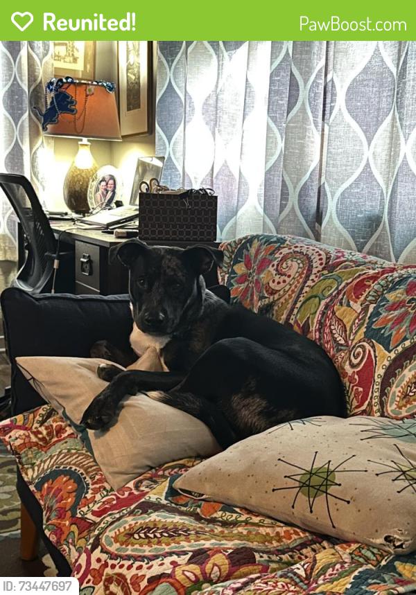 Reunited Male Dog last seen Morley field, Upas and Texas, San Diego, CA 92104
