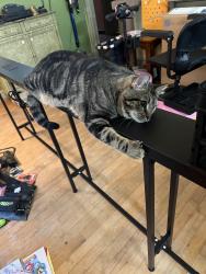 Lost Male Cat last seen Stovers Mill road, Doylestown, PA 18902