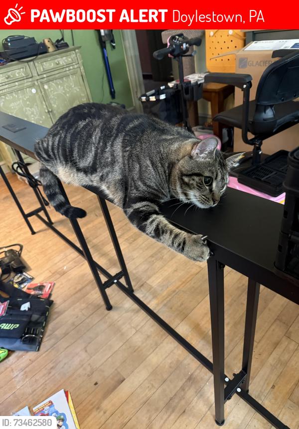 Lost Male Cat last seen Stovers Mill road, Doylestown, PA 18902
