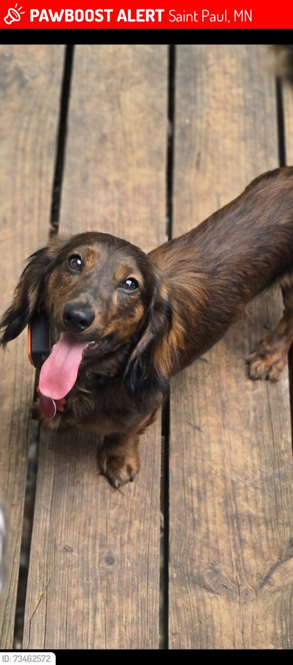 Lost Male Dog last seen Sherburne Ave and Dale Street, Saint Paul, MN 55103