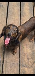 Lost Male Dog last seen Sherburne Ave and Dale Street, Saint Paul, MN 55103
