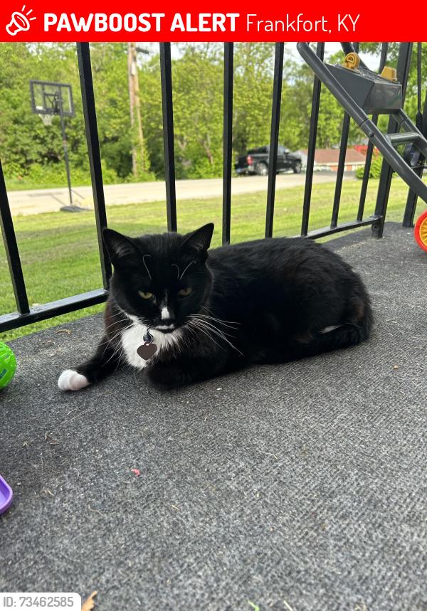 Lost Female Cat last seen Kstate, Frankfort, KY 40601