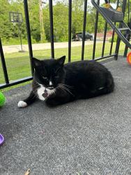 Lost Female Cat last seen Kstate, Frankfort, KY 40601
