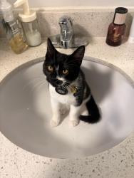 Lost Female Cat last seen The corn maze at Siemers farm, Mead, WA 99021