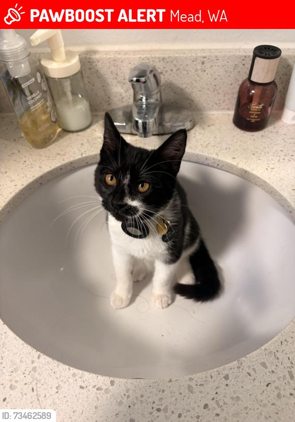 Lost Female Cat last seen The corn maze at Siemers farm, Mead, WA 99021
