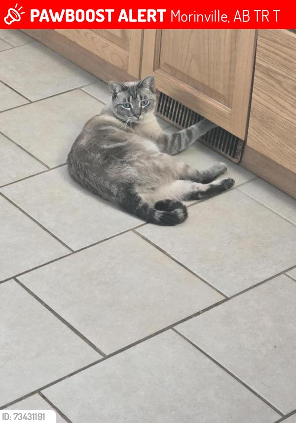 Lost Female Cat last seen 105st and 100 ave, Morinville, AB T8R 1T4