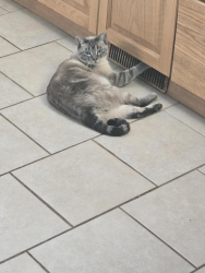 Lost Female Cat last seen 105st and 100 ave, Morinville, AB T8R 1T4