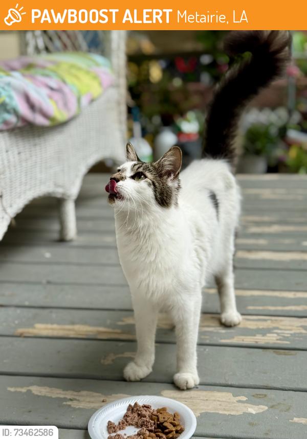 Found/Stray Female Cat last seen Cathy Ave near Lester and Airline, Metairie, LA 70003