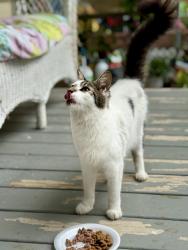 Found/Stray Female Cat last seen Cathy Ave near Lester and Airline, Metairie, LA 70003