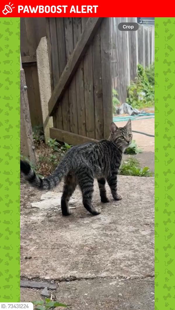 Lost Male Cat last seen Coveley grove, Hockley, England B18 5HS