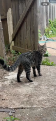 Lost Male Cat last seen Coveley grove, Hockley, England B18 5HS