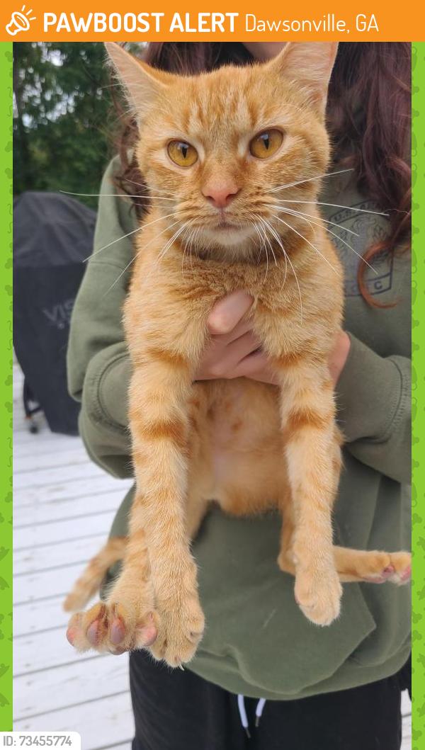 Found/Stray Female Cat last seen summit overlook dr, Dawsonville, GA 30534