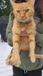 Found/Stray Female Cat last seen summit overlook dr, Dawsonville, GA 30534