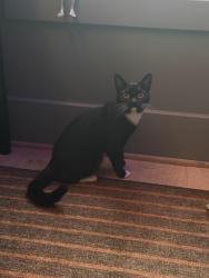 Found/Stray Unknown Cat last seen 5th and Farragut NW, Washington, DC 20011