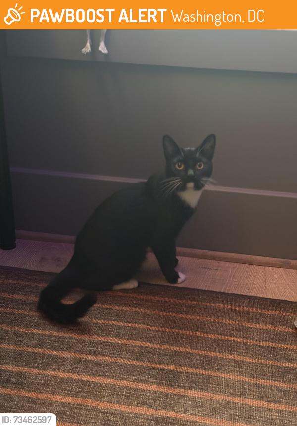 Found/Stray Unknown Cat last seen 5th and Farragut NW, Washington, DC 20011