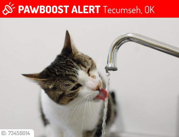 Lost Female Cat last seen Okay road and little river road Tecumseh ok, Tecumseh, OK 74873