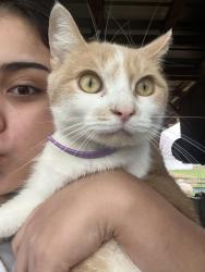 Lost Female Cat last seen Fairview rd Campbellsville Ky, Taylor County, KY 42718