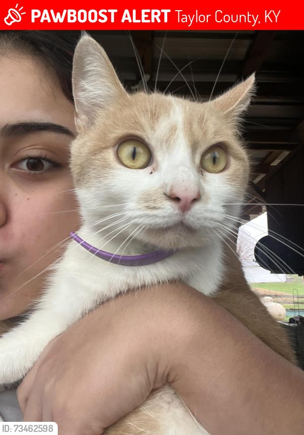 Lost Female Cat last seen Fairview rd Campbellsville Ky, Taylor County, KY 42718