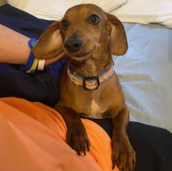 Lost Male Dog last seen Lake Jodeco rd, Jonesboro, GA 30236