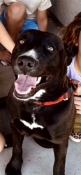 Lost Male Dog last seen buckeye road and 339 th ave, Tonopah, AZ 85354