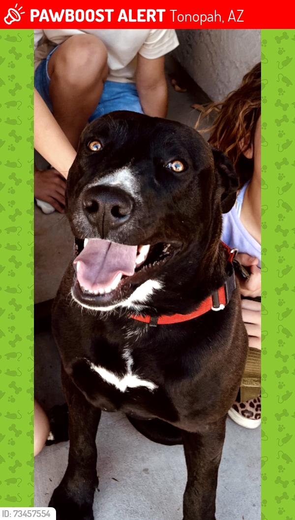 Lost Male Dog last seen buckeye road and 339 th ave, Tonopah, AZ 85354